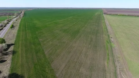 Drone view of a field of winter wheat spoiled by pests Stock Footage 161770590