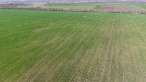 Drone view of a field of winter wheat spoiled by pests Video stock 161770693