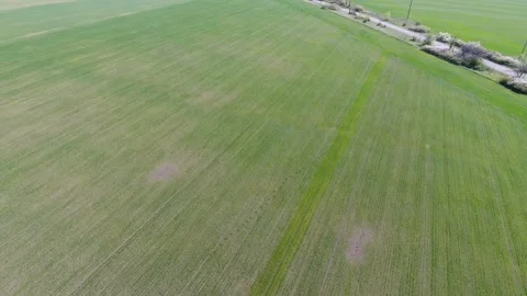 Drone view of a field of winter wheat spoiled by pests Stock Footage 161770751