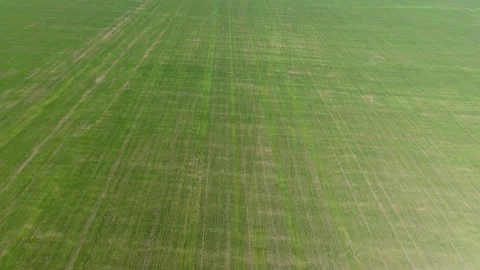 Drone view of a field of winter wheat Stock Footage 161812874