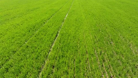 Drone view of a field of winter wheat Video stock 161813802