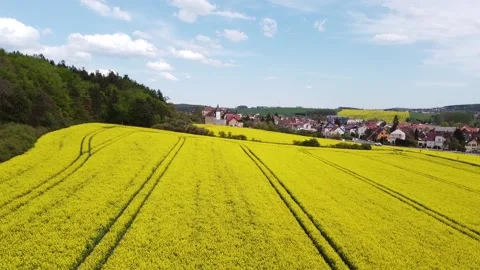 DRONE VIEW, FIELD WITH YELLOW FLOWERS in spring Stock Footage 154056005