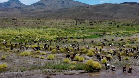 Drone view of flock of goats grazing on pasture by a the river on the desert Stock Footage 255911447
