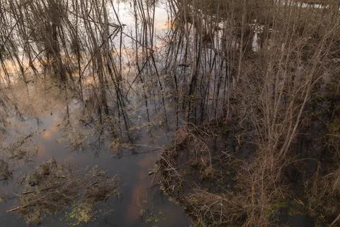 Drone view of flooded forest and reflection of the sky Fotos de archivo
