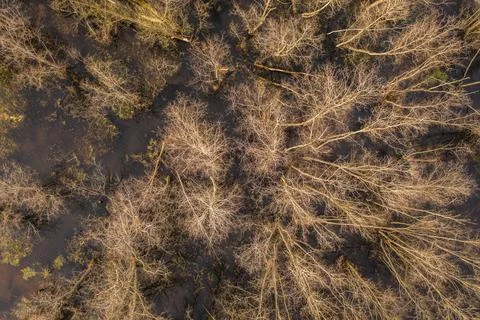 Drone view of flooded forest. Stock Photos
