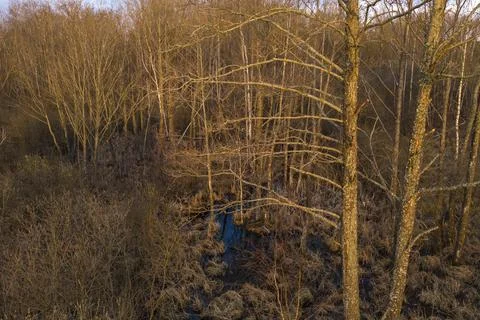 Drone view of flooded forest. Stock Photos