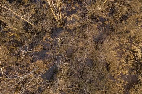 Drone view of flooded forest. Foto stock
