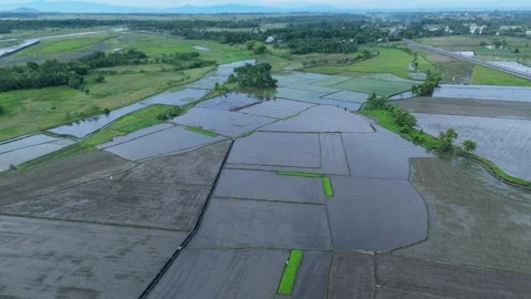 Drone view of flooded rice fields. Ideal for agricultural and farming concepts Stock Footage 336867987