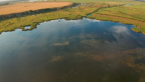 Drone view of floodplain among green vegetation Video stock 124153948