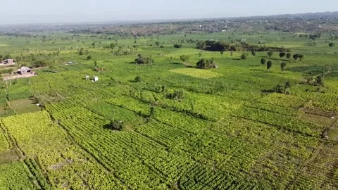 Drone View: Fly straight over Lombok Tobacco Fields in Lombok, Indonesia Stock Footage 264546804