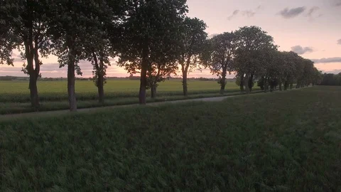 Drone view: flying up above trees and revealing fields at sunset. Stock Footage 109006930