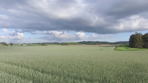 Drone view: flying over beautiful wheat fields in the rural countryside Stock Footage 108993679