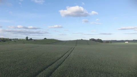 Drone view: flying over beautiful wheat fields in the rural countryside Stock Footage 109006069