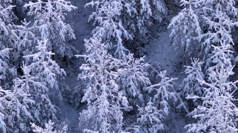 Drone view flying over a breathtaking winter forest with snow covered pine .. Stock Footage 323966242