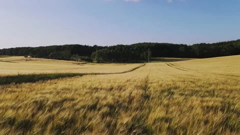 Drone view flying over a bright yellow wheat field towards the forest Stock Footage 201968936