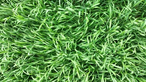 Drone view flying over a field of barley wheat 库存影片 238501380