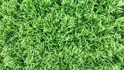 Drone view flying over a field of barley wheat Stock Footage 238501444