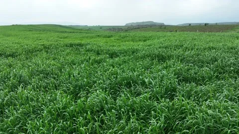 Drone view flying over a field of barley wheat 库存影片 238501508
