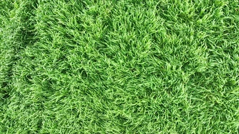 Drone view flying over a field of barley wheat Stock Footage 238501564