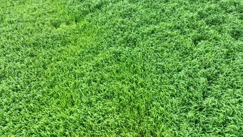 Drone view flying over a field of barley wheat Stock Footage 238501694