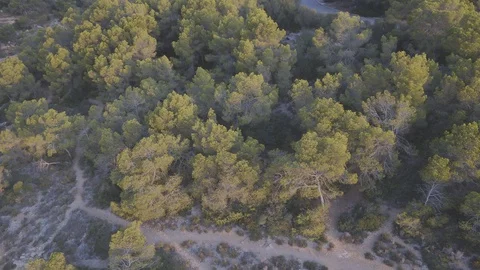 Drone view flying over forest Stock Footage 101281206