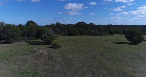Drone view flying over gassy field with kangaroos under a tree Stock Footage 76311671