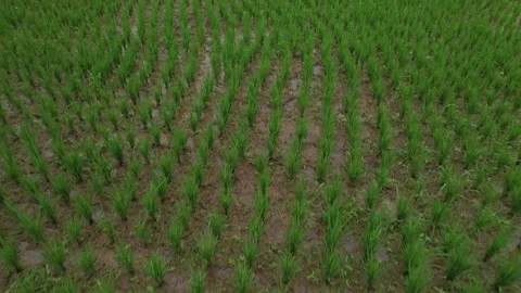 Drone view flying over a lush green rice field in Bali island 스톡 동영상 246904332