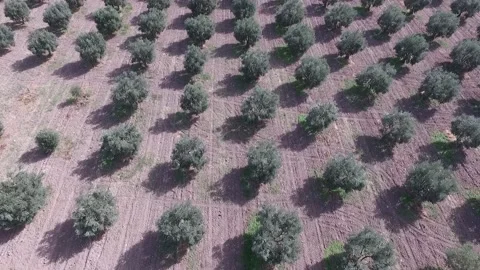 Drone view flying over olive field 4K 50fps 스톡 동영상 221493846
