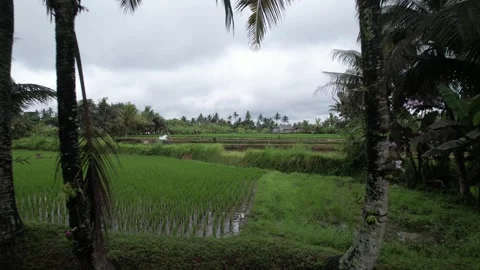 Drone view flying over a pool and a cultivated green rice field in Bali 스톡 동영상 248756836