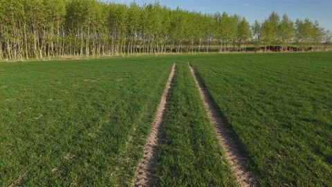 Drone view following tractor tracks through a green field. Parallel tractor.. 库存影片 333700068