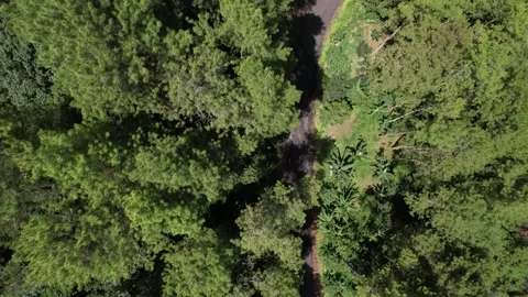 The drone view follows a forest path with lush trees Stock Footage 262404186