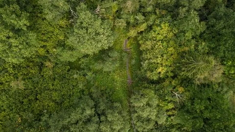 Drone view of forest and stream. Stock Photos