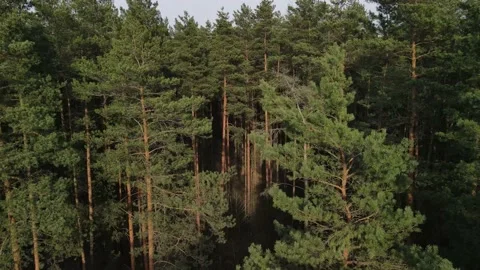 Drone view of the forest and tree tops, road and blue sky Stock Footage 155410882