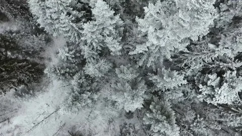 Drone View of the Forest During Winter Time. 動画素材 150866414