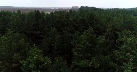 Drone view of forest Stock Footage 101353772