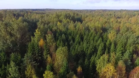 Drone view of forest Stock Footage 104597040