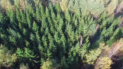 Drone view of forest Stock Footage 104597084