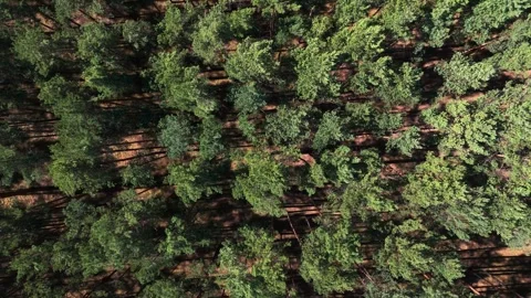 Drone view of forest landscape with endless trees forming uniform canopy un.. Video stock 333747874