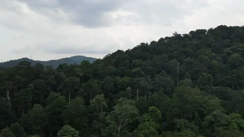 Drone view Forest in Lenggeng Reserve Forest in Negeri Sembilan Stock Footage 148313318