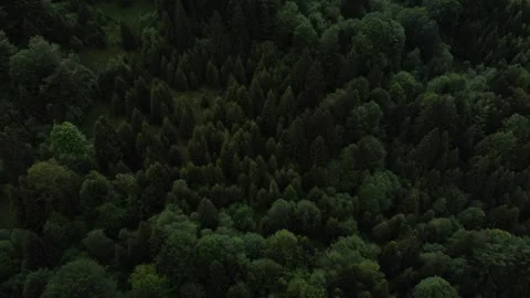 Drone view of forest mountain Stock Footage 297254545