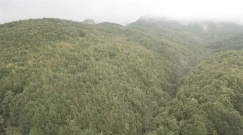 Drone view of forest in the mountains Video stock 51386017