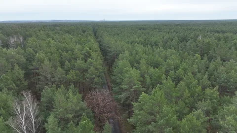 Drone view of a forest in Poland (Central European Forestry) Stockbeeldmateriaal 301674396