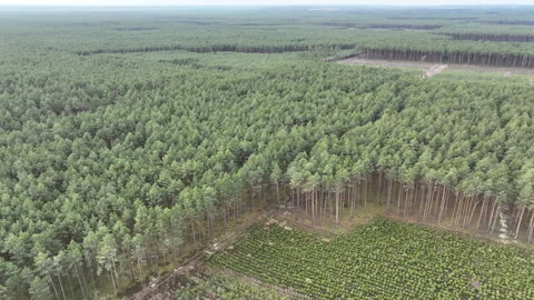 Drone view of a forest in Poland (Central European Forestry) Stockbeeldmateriaal 301674888