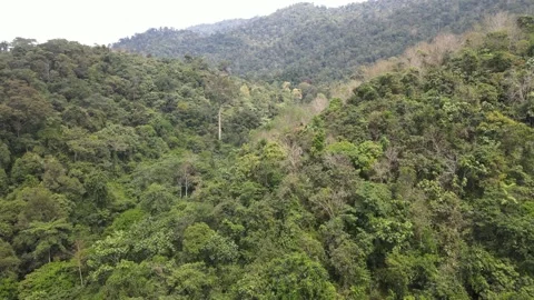 Drone view Forest Reserve in Kuala Lipis Stock Footage 149110068