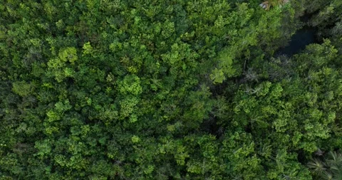 Drone view of forest reserve within large-scale monoculture farm in MATOPIBA Stock Footage 316087021