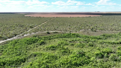 Drone view of forest reserve within large-scale monoculture farm in MATOPIBA Stock Footage 316087469
