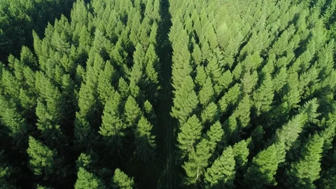 Drone view of forest with a road 動画素材 112318759