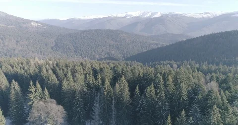 Drone view of a forest in Romania Vídeos de archivo 111849346