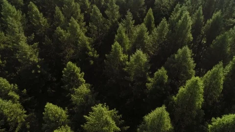 Drone view of forest in springtime Stock Footage 112318826