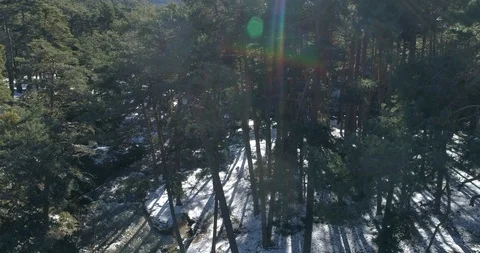Drone view of a forest in a sunny winter morning in Madrid, Spain Stock Footage 111839173